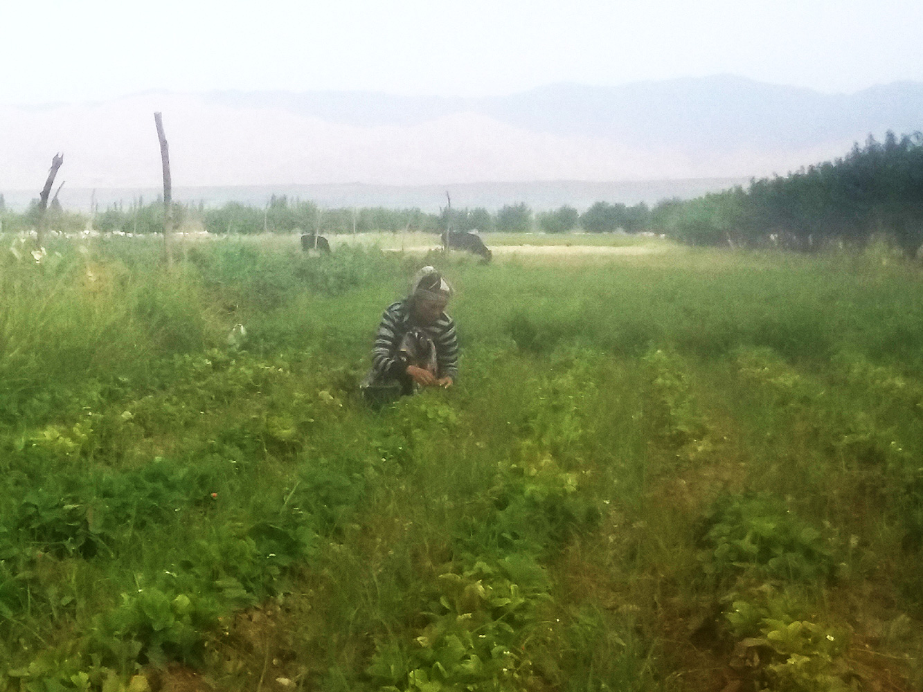 Фермерские земли в Согдийской области Таджикистана; фото: Ц-1