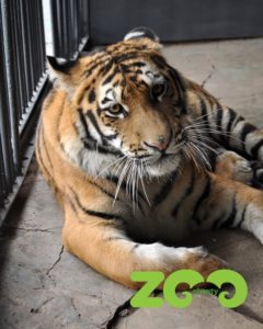 Тигренок был передан зоопарку анономным жителем Астаны; фото: Зоопарк Алматы