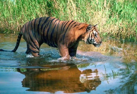Исчезнувший туранский тигр весли 200 кг и имел характерные "бакенбарды"; фото: Радикал.ру