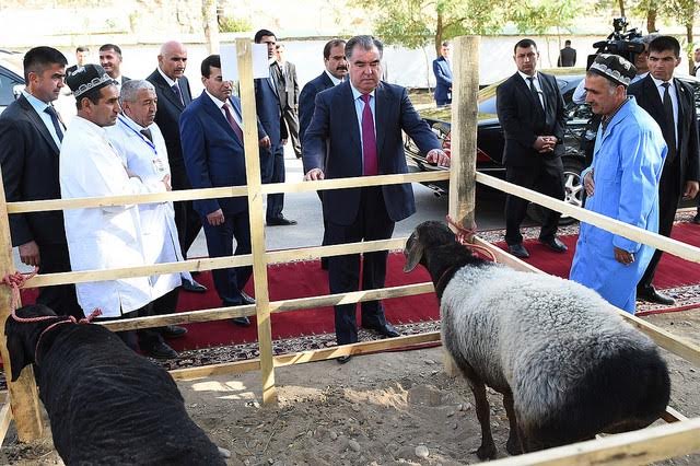 Эмомали Рахмон во время посещения животноводческого хозяйства в Раштском районе Таджикистана. 27 сентября 2016; фото: President.tj