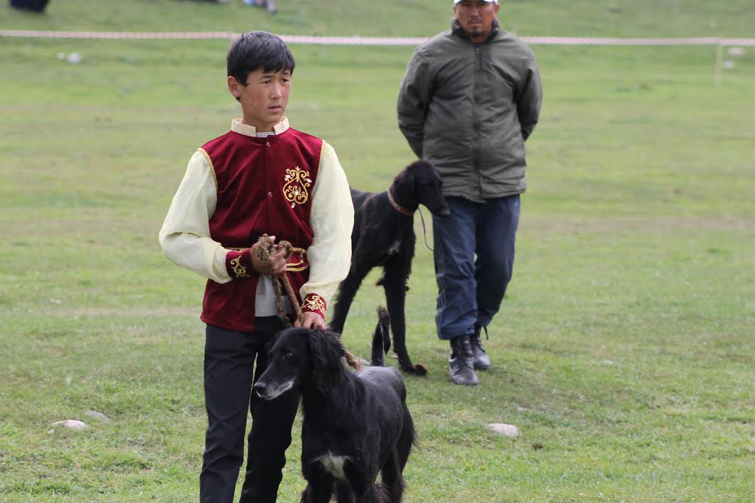 Тайган - кыргызская гончая собака; фото: Ц-1