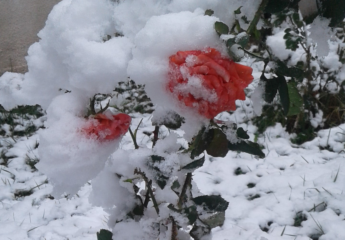 Выпал снег в феврале. Розы на снегу. Розы под снегом. Кусты роз в снегу.