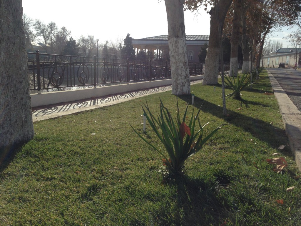 Пальмы у паркового пруда в Заамине; фото:Ц-1
