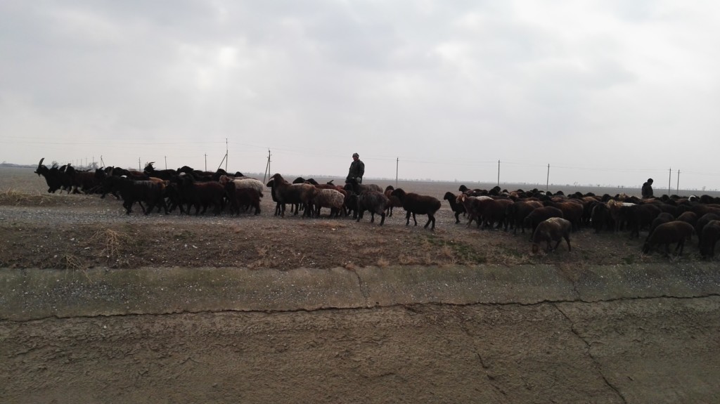 Жители поселка Мехнатобод занимаются сельским хозяйством и животноводством; фото: Ц-1