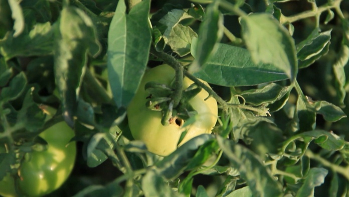 Первые признаки повреждения помидоров в Худжанде; фото: Ц-1