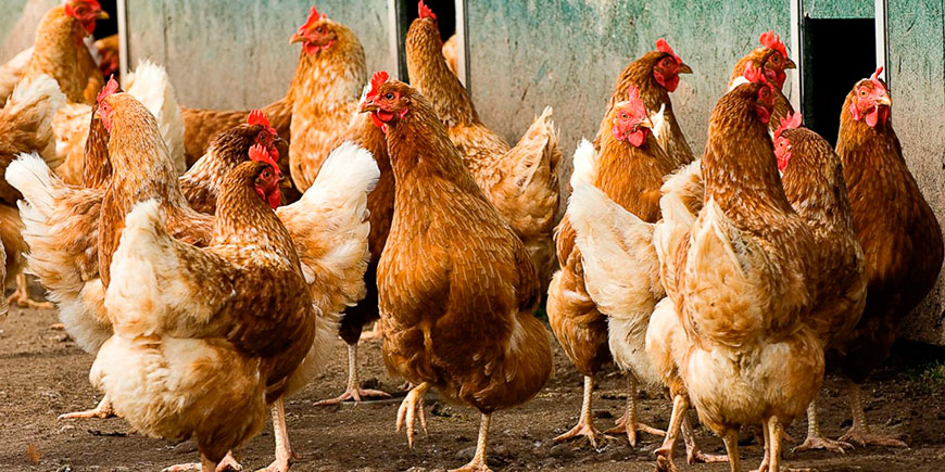 Куры и яйца были надеждой президента Узбекистана побороть бедность; Фото с сайта: dpchas.com.ua