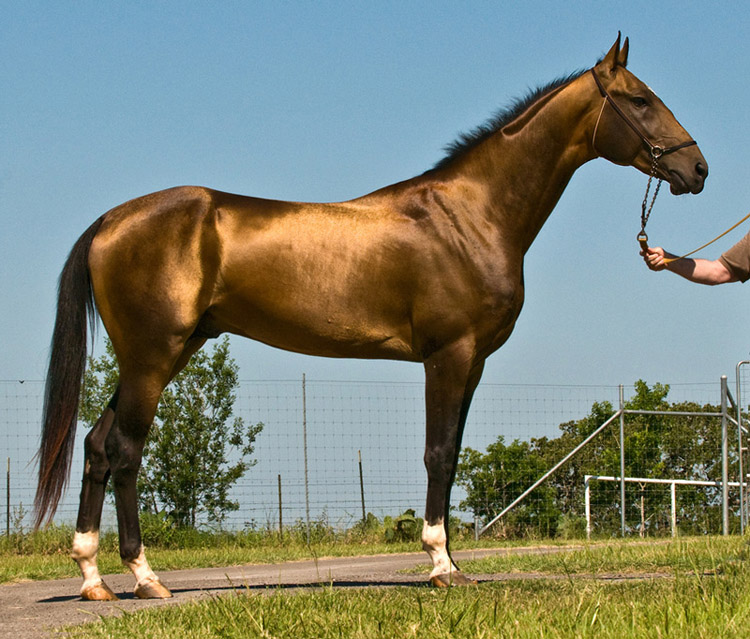 Ахалтекинская лошадь; фото: www.animalsglobe.ru