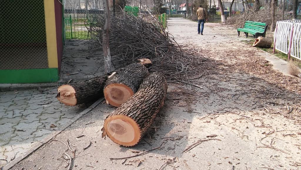 Вырубка здоровых деревьев в парке Бобура в Ташкенте; фото: Ц-1