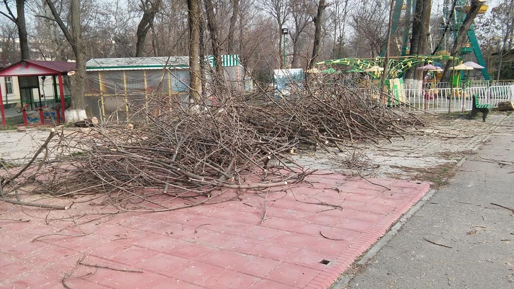 Коммунальные службы Ташкента говорят о срезе веток и вырубке больных деревьев; Ц-1