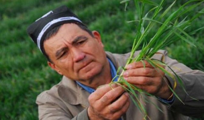 Фермер в Узбекистане; фото: anons.uz
