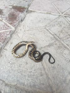 Змеи в Ташкенте свободно ползают по дворам; Фейсбук
