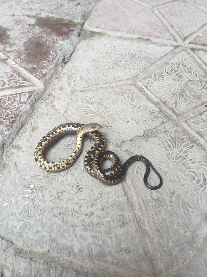 Змей узбекистана