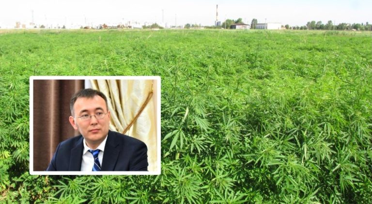 легализовать марихуану кыргызстан