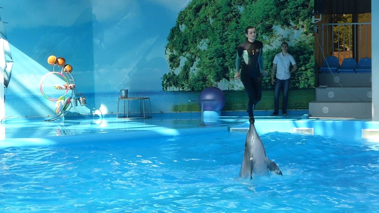 Выступление в дельфинарии "Немо" в Алматы; фото: "Немо"