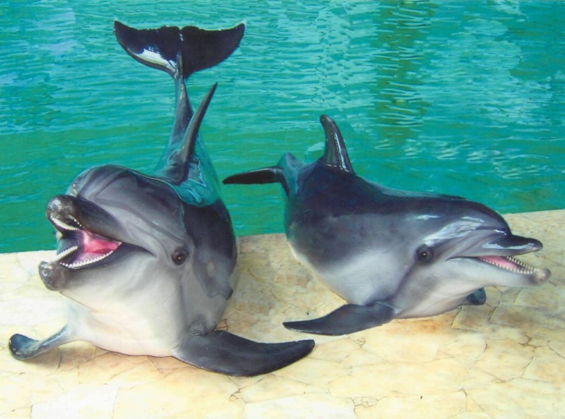 Алматинские дельфины; фото: "Немо"