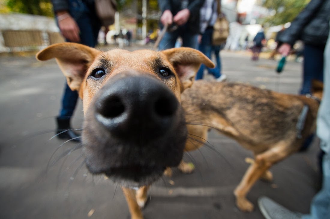 Бездомная собака на улице города; фото из открытых источников