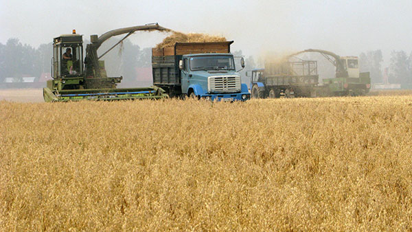 Сбор зерна в Узбекистане; фото: transinfo.news