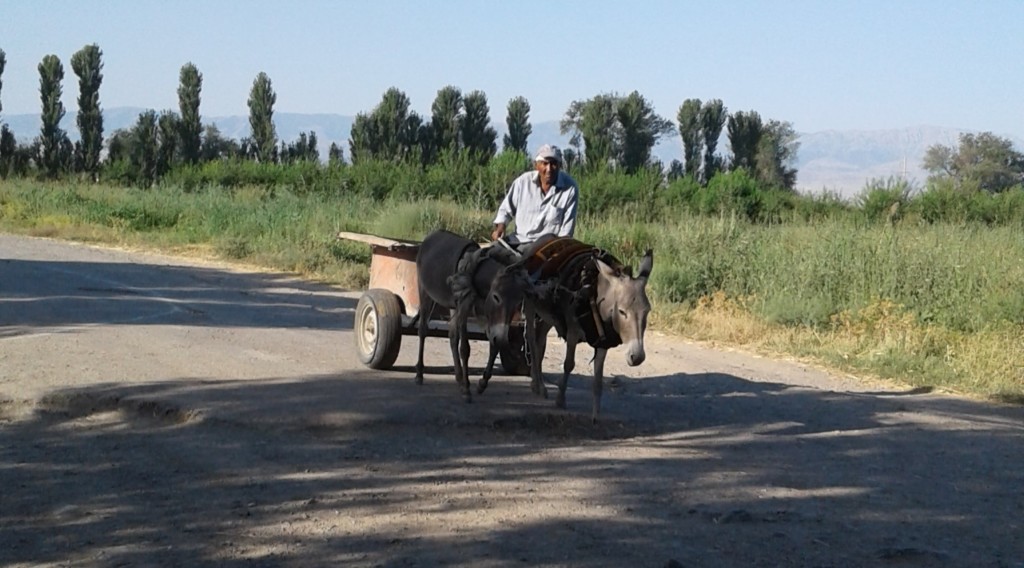 В каждом селе Узбекистана появились изготовители арбы; фото: Ц-1