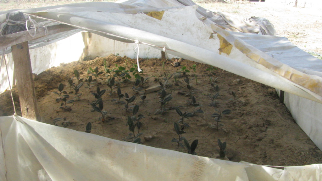 Фикусы, которые теперь намерены вырастить в Казахстане оралманы; фото: Ц-1