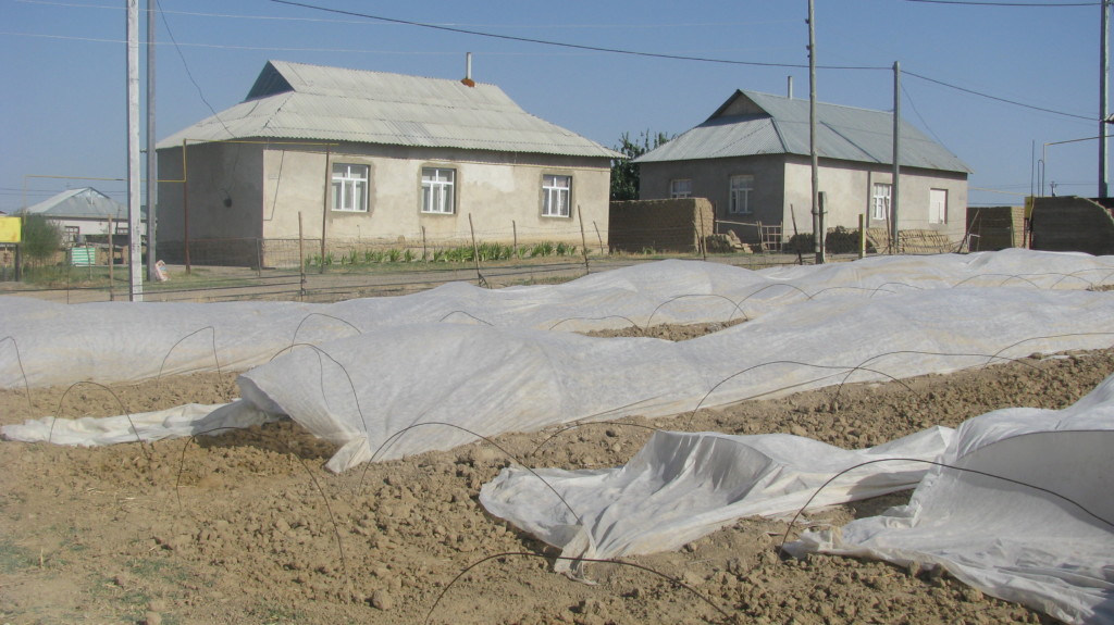 Парники оралманов из Узбекистана в южном Казахстане; фото: Ц-1
