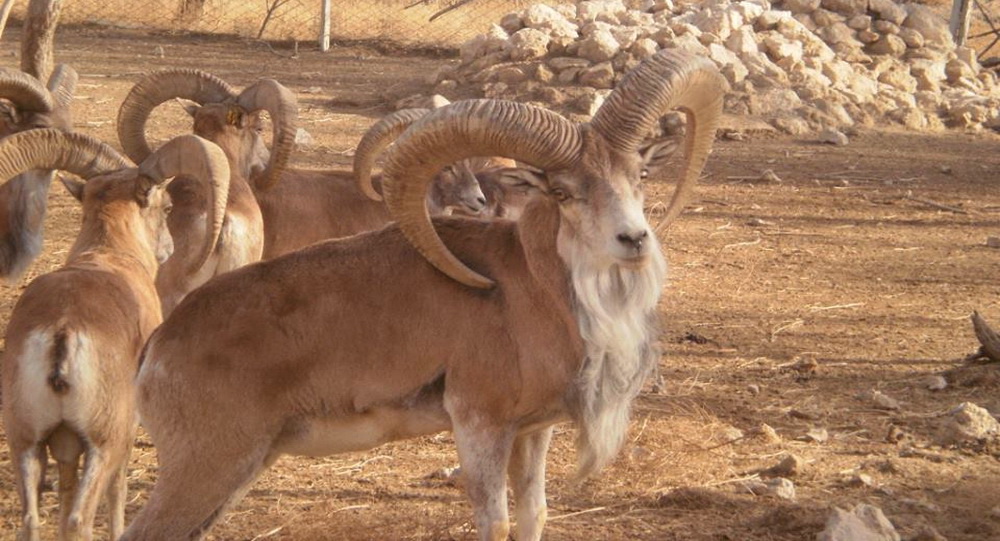 Стадо бухарских горных баранов; фото: Ц-1
