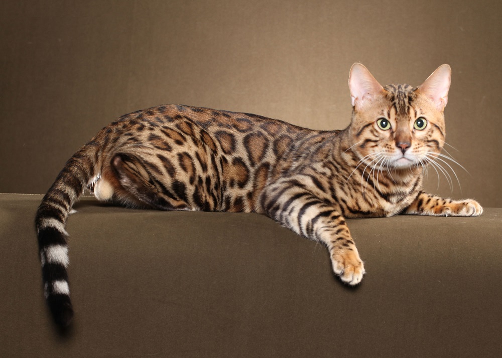 бенгальская кошка сколько стоит в казахстане