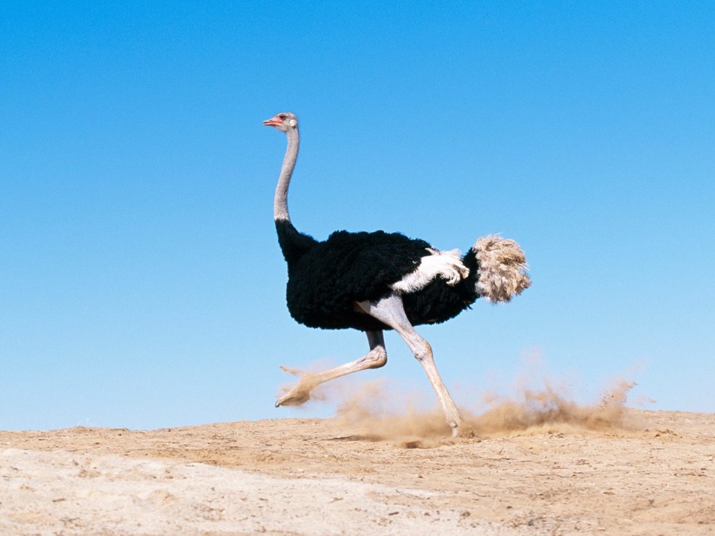 Черный страус; фото: сайт бесплатных объявлений