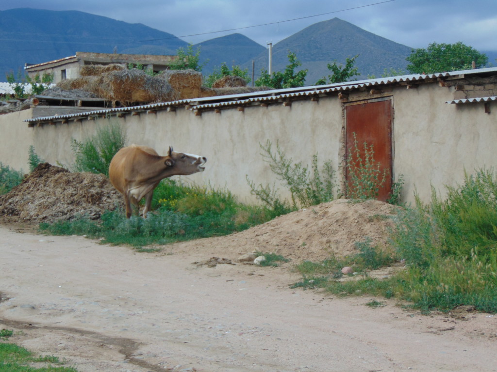 Корова вернулась в дом в Иссык-Кульской области КР; фото: Ц-1