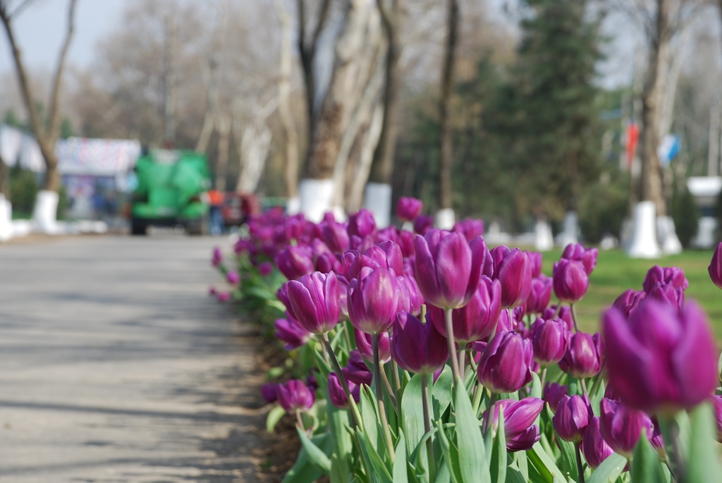 Цветущий ташкент. Весенний Самарканд. Парк Навруз в Ташкенте. Навруз Узбекистан тюльпан. Тюльпаны в Ташкенте.