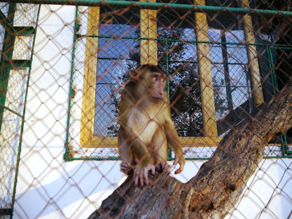 В Ферганском зоопарке... Фото: Рифат Гумеров