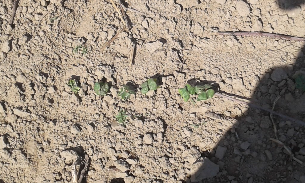 Вот такой всход зерна на некоторых полях Узбекистана; фото: Ц-1