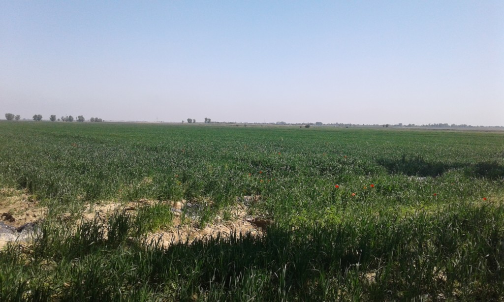Заросшие сорняком зерновые поля в Узбекистане весной 2018 года; фото: Ц-1