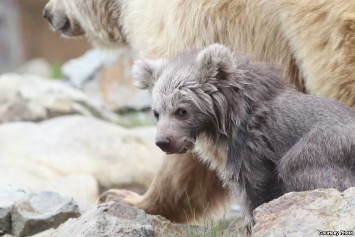 Медвежонок из зоопарка "Ограда"; фото: "Озоди"