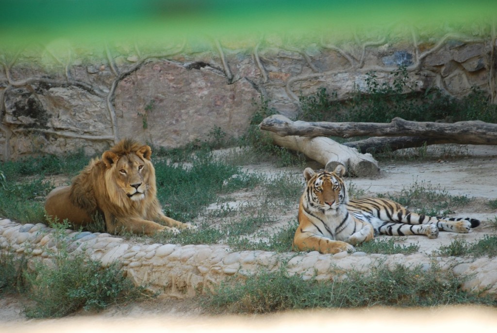 Тигры переносят жару в тени вольеров; фото: Ц-1