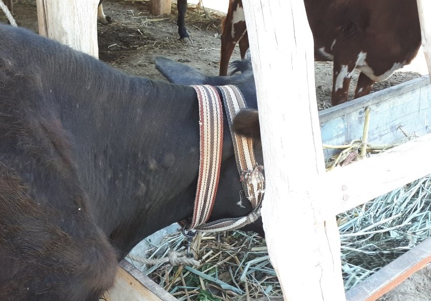 Узелки на шее коровы в Каракалпакстане; Ц-1