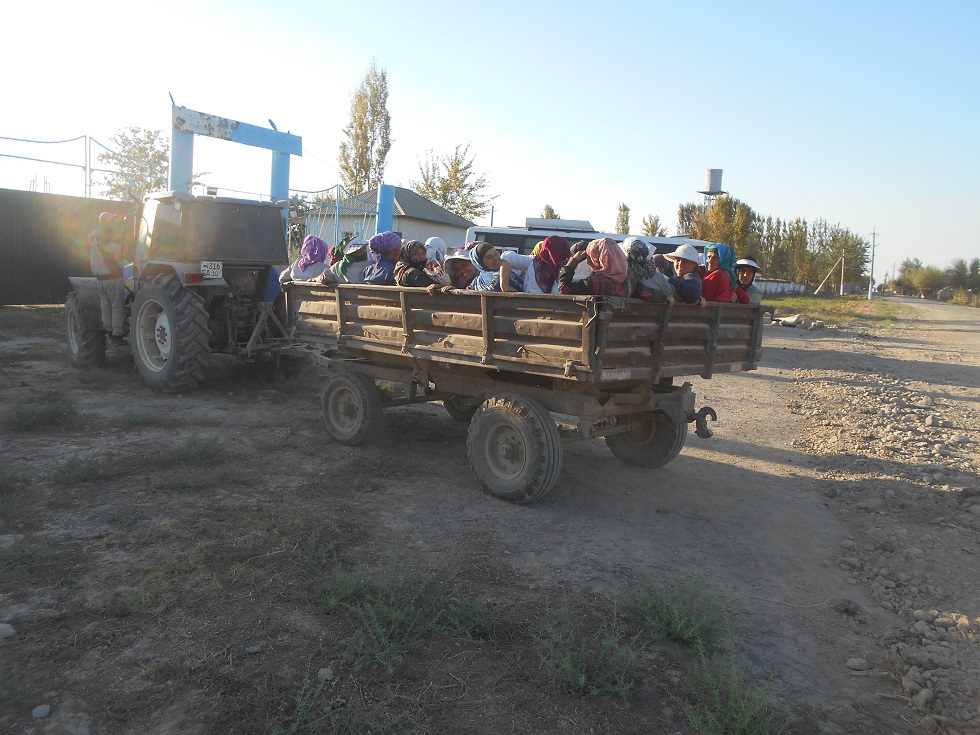 Работники в одном из кластеров Узбекистана прибыли на работу... ПАУ