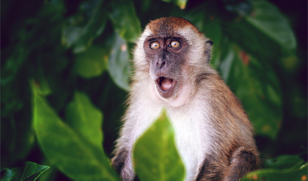 Но летучие мыши, но теперь обезьяны... Фото: Телеграм-канал